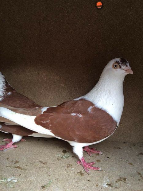  - 2017 Galbeni și Roși și Albaștri