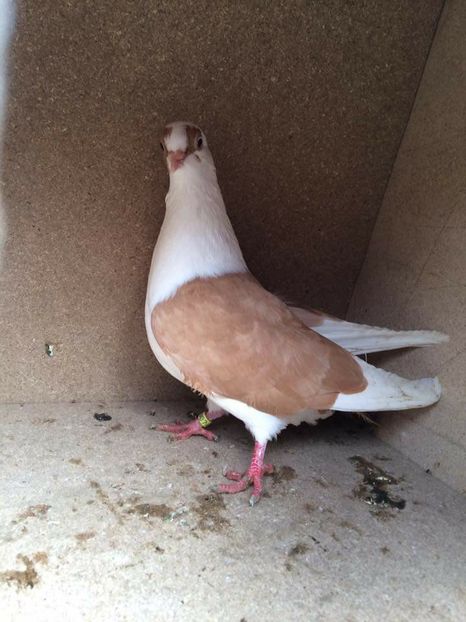  - 2017 Galbeni și Roși și Albaștri