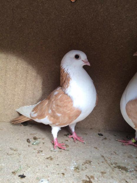  - 2017 Galbeni și Roși și Albaștri