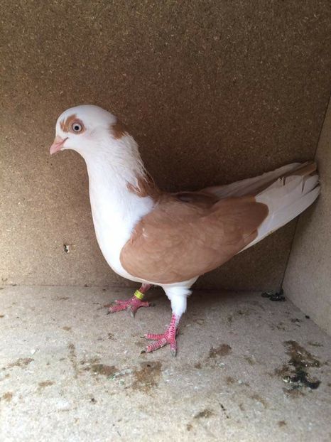  - 2017 Galbeni și Roși și Albaștri