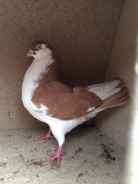  - 2017 Galbeni și Roși și Albaștri