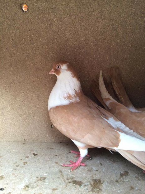  - 2017 Galbeni și Roși și Albaștri