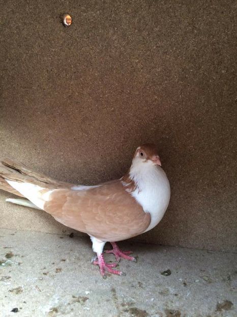  - 2017 Galbeni și Roși și Albaștri