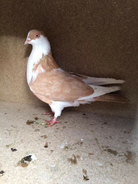  - 2017 Galbeni și Roși și Albaștri