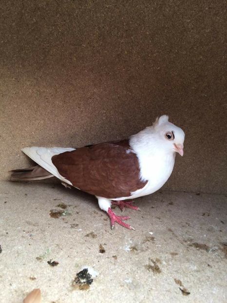  - 2017 Galbeni și Roși și Albaștri