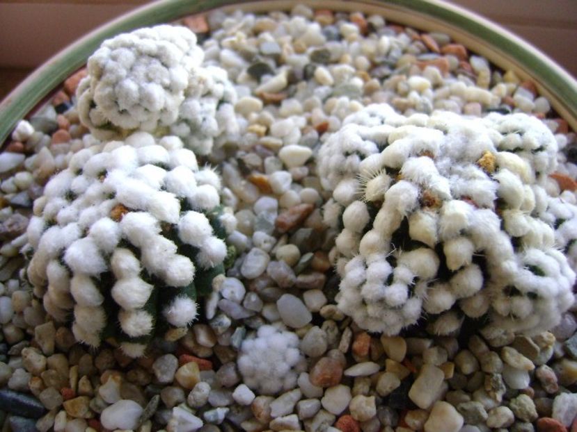 Mammillaria vetula ssp. gracilis cv. Oruga - Cactusi 2017 final de an