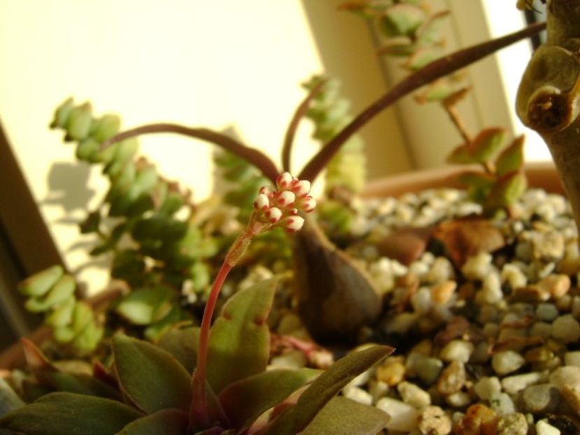 Crassula orbicularis - Suculente 2017