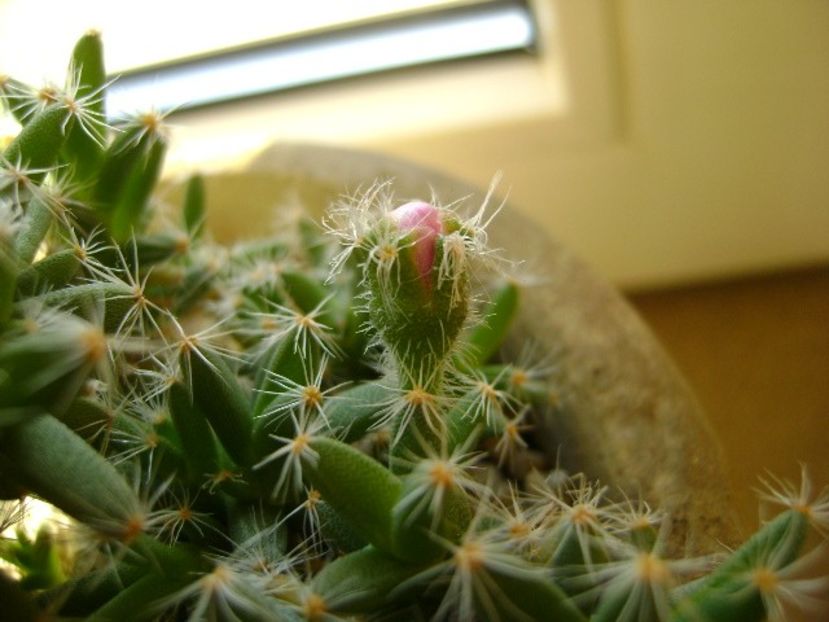 Trichodiadema densum, boboc - Suculente 2017