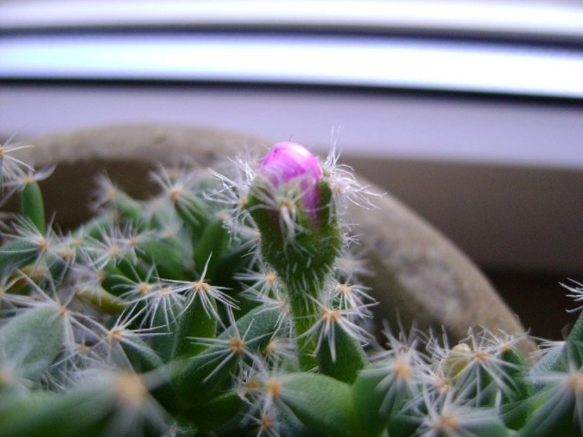 Trichodiadema densum - Suculente 2017