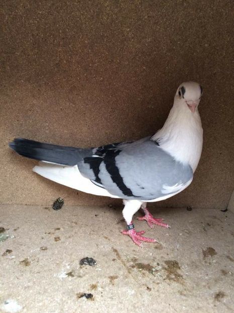  - 2017 Galbeni și Roși și Albaștri