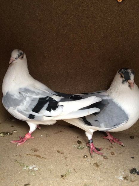  - 2017 Galbeni și Roși și Albaștri