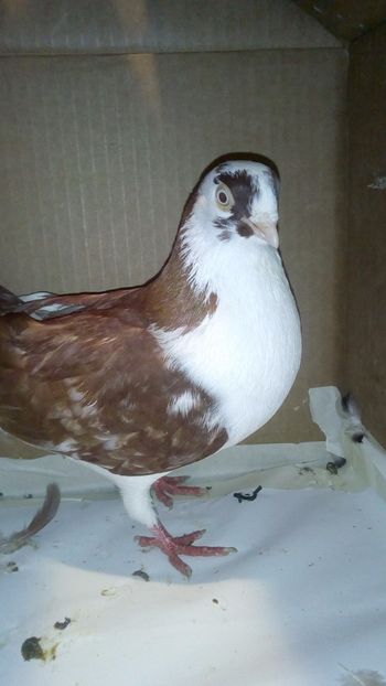  - galateni matca 2017