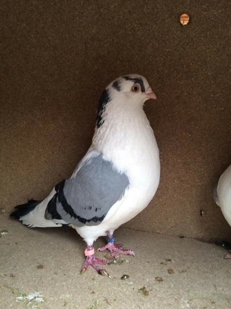  - 2017 Galbeni și Roși și Albaștri