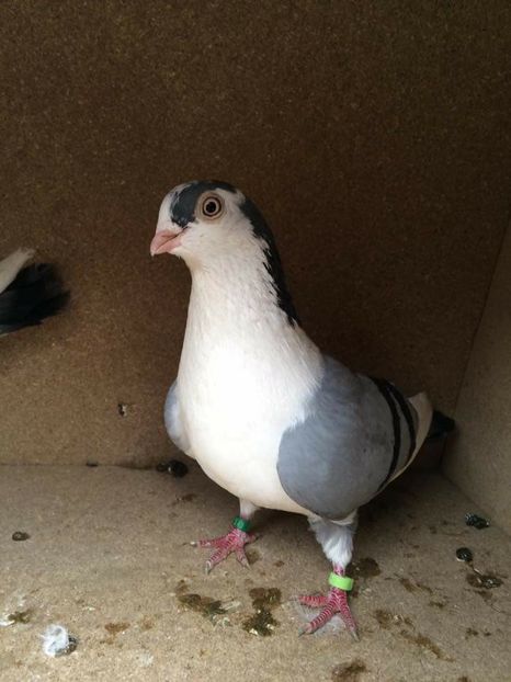  - 2017 Galbeni și Roși și Albaștri