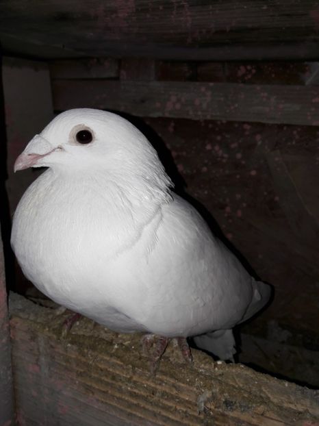  - Voiajori Albi-Matca