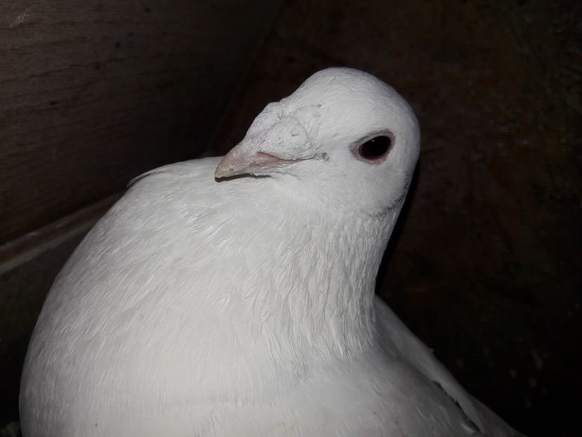  - Voiajori Albi-Matca