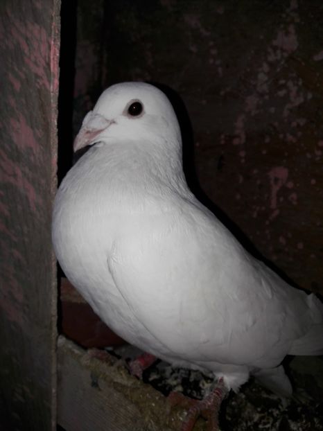 - Voiajori Albi-Matca