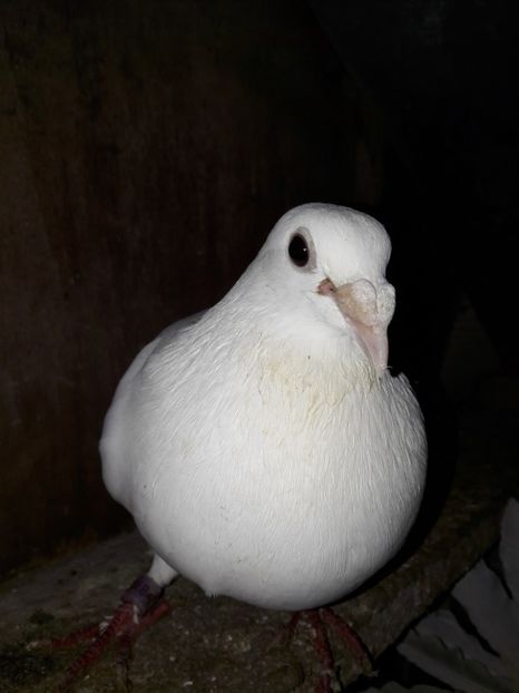 - Voiajori Albi-Matca