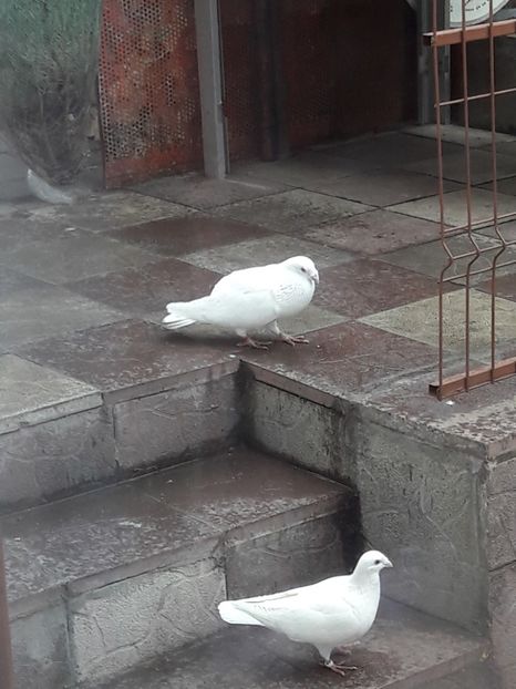  - Voiajori Albi-Matca