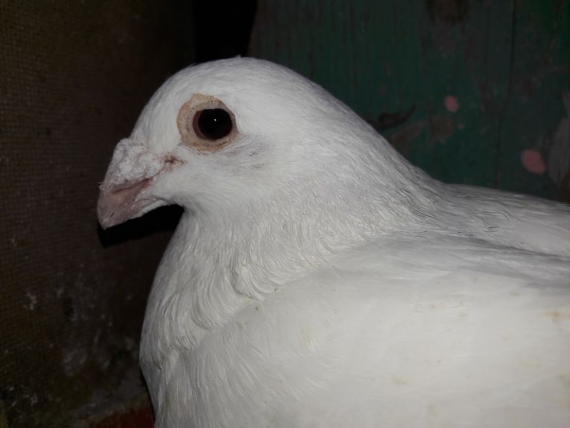  - Voiajori Albi-Matca