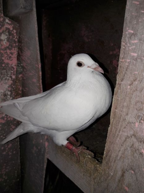  - Voiajori Albi-Matca