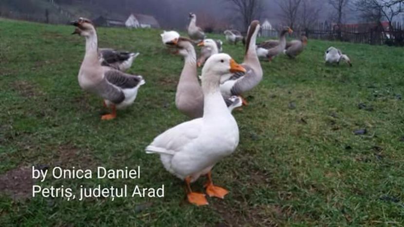  - Matca pentru 2018