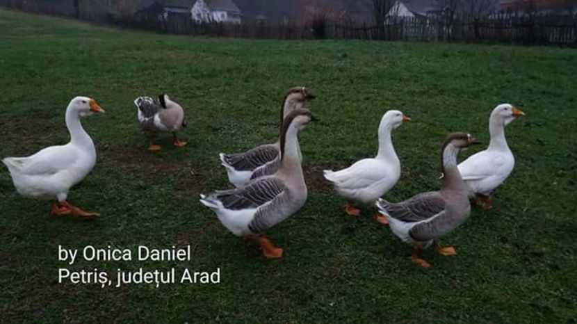  - Matca pentru 2018