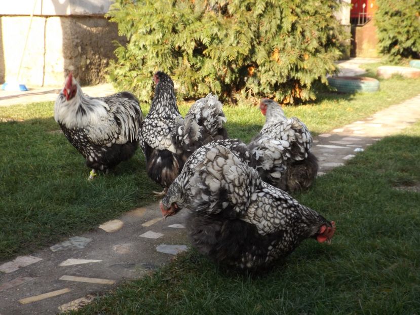  - ORPINGTON ARGINTIU