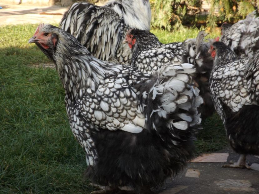  - ORPINGTON ARGINTIU