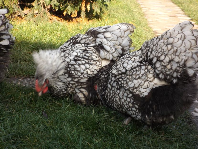  - ORPINGTON ARGINTIU