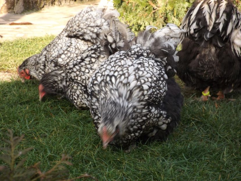  - ORPINGTON ARGINTIU