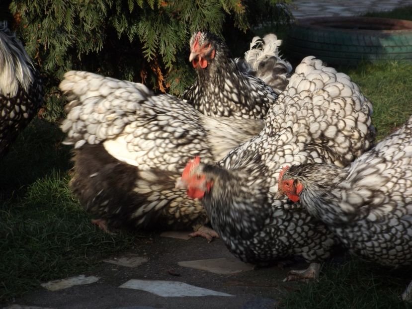  - ORPINGTON ARGINTIU