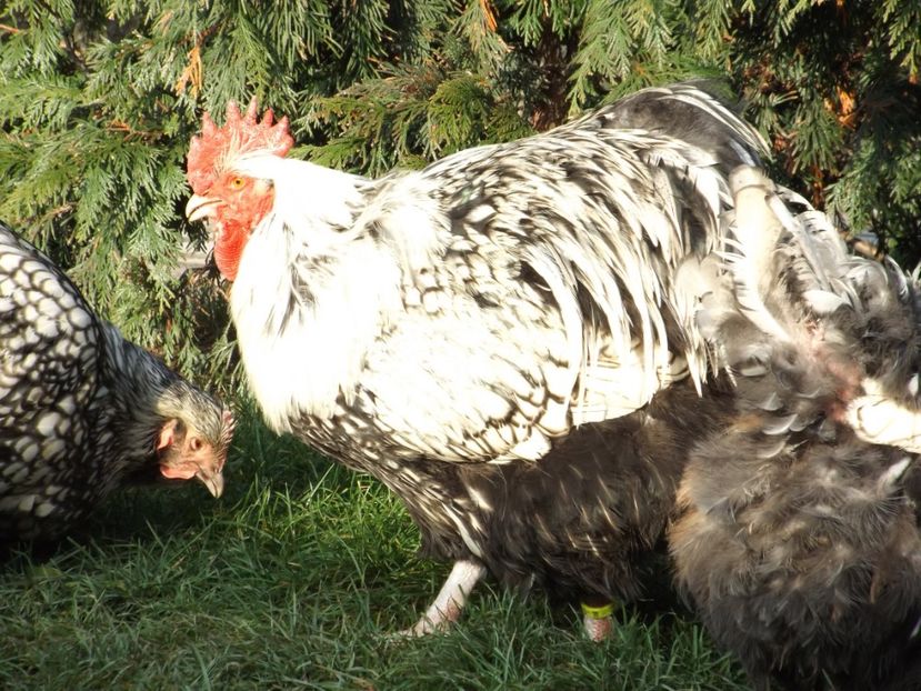  - ORPINGTON ARGINTIU