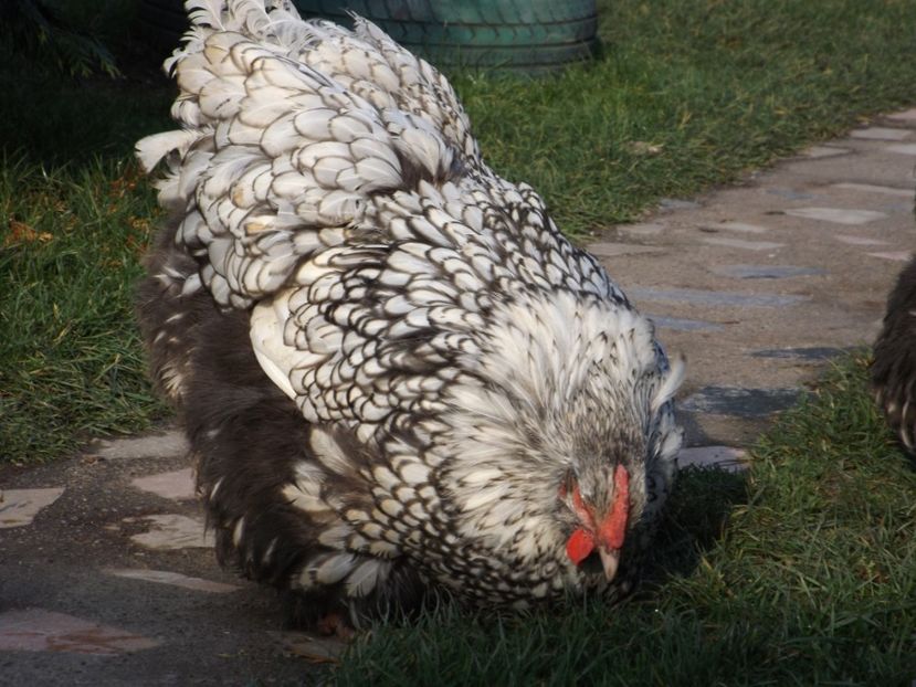  - ORPINGTON ARGINTIU