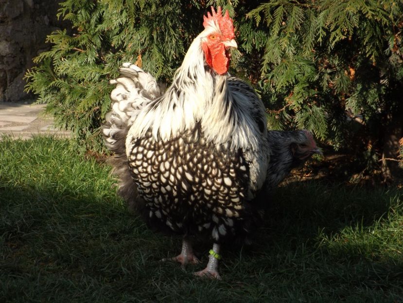  - ORPINGTON ARGINTIU