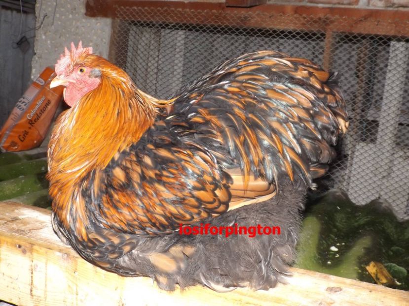 14612465_914814455317365_6693052788979113101_o - ORPINGTON AURIU