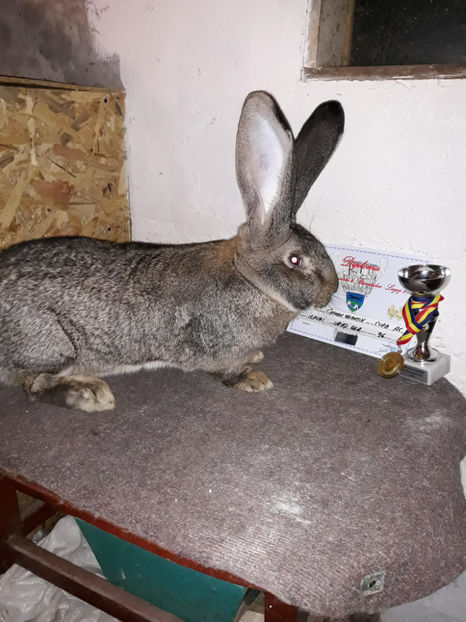 La 9 luni (9 kg) - Rezultate obținute la Expo națională BĂICOI 2017 și Expo Reginală LUGOJ 2017