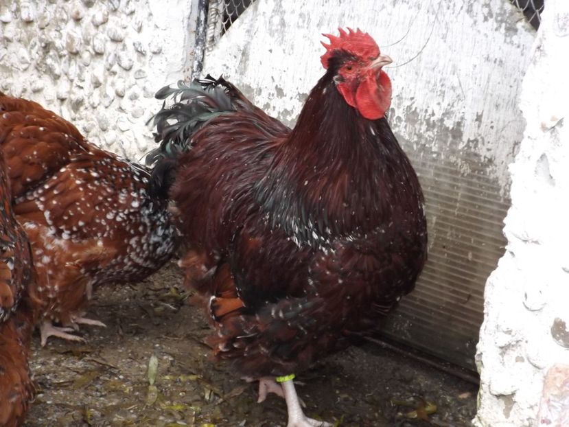  - ORPINGTON PORTELAN