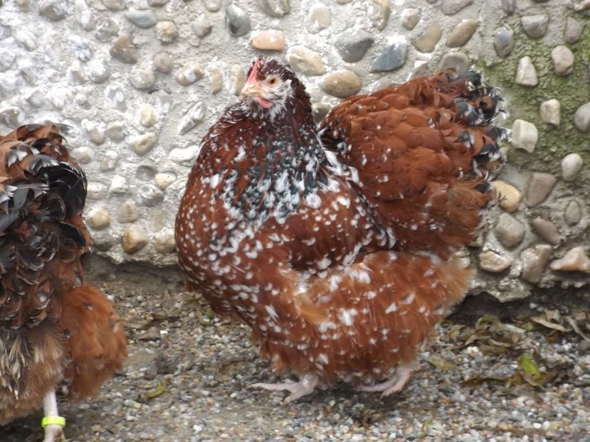  - ORPINGTON PORTELAN