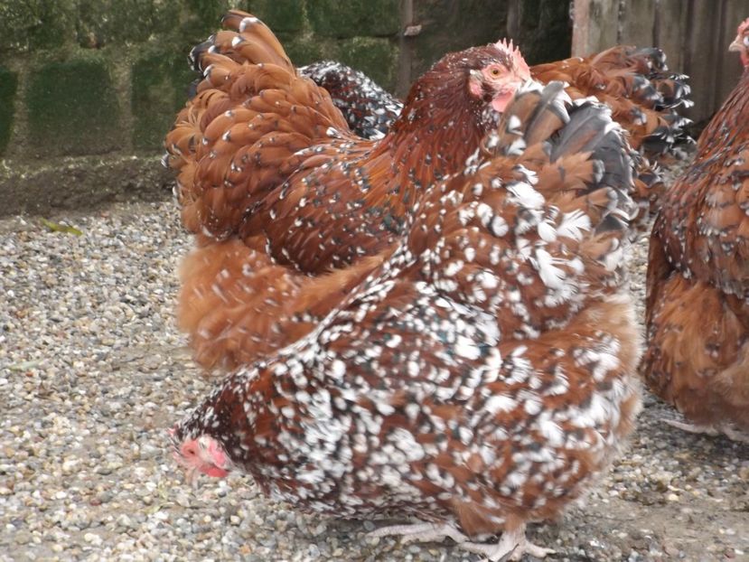  - ORPINGTON PORTELAN