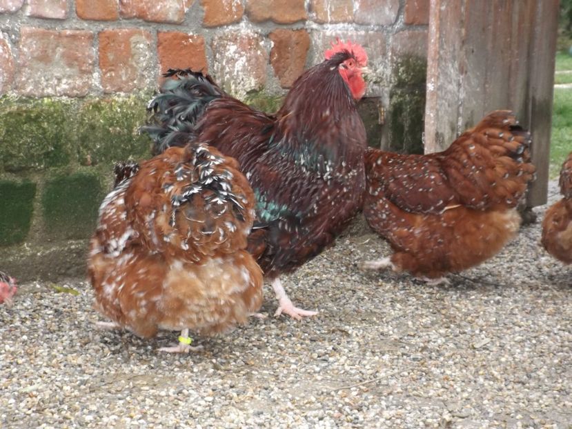  - ORPINGTON PORTELAN