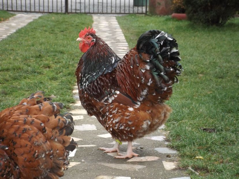  - ORPINGTON PORTELAN