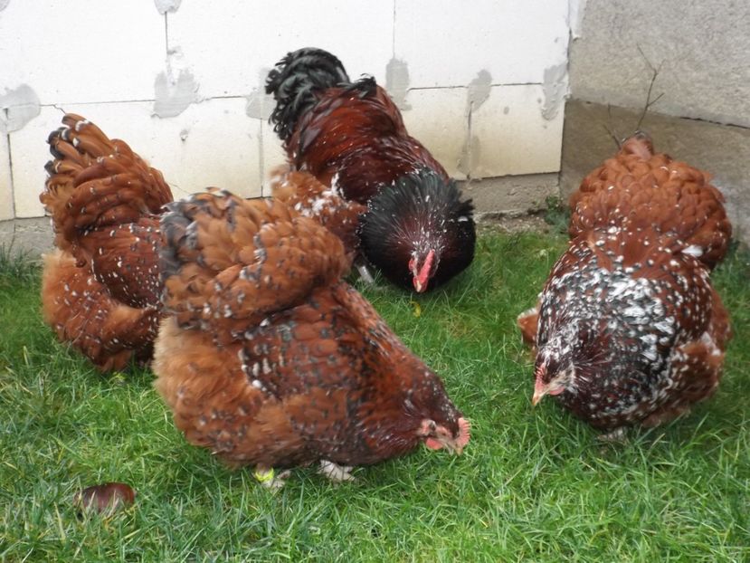  - ORPINGTON PORTELAN