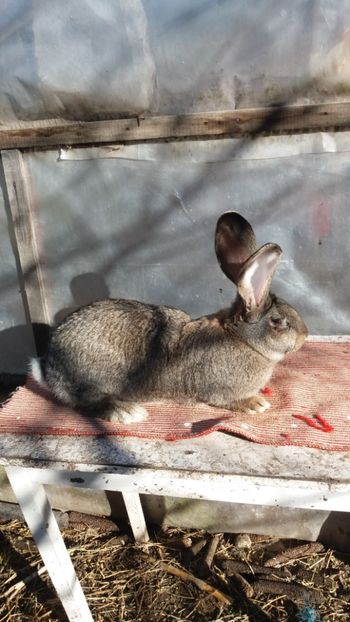 25.12 (1) - Mascul 28 02 2017