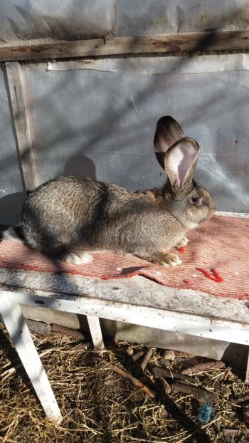 25.12 (2) - Mascul 28 02 2017