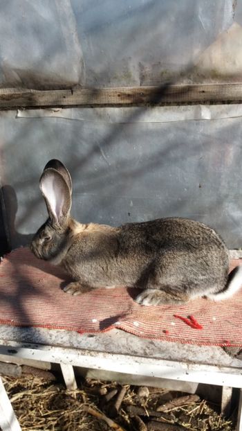 25.12 (3) - Mascul 28 02 2017