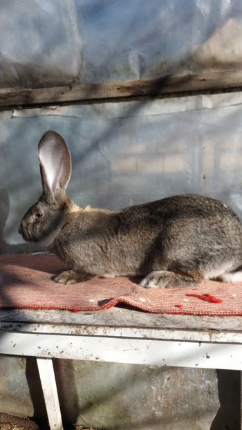 25.12 (4) - Mascul 28 02 2017