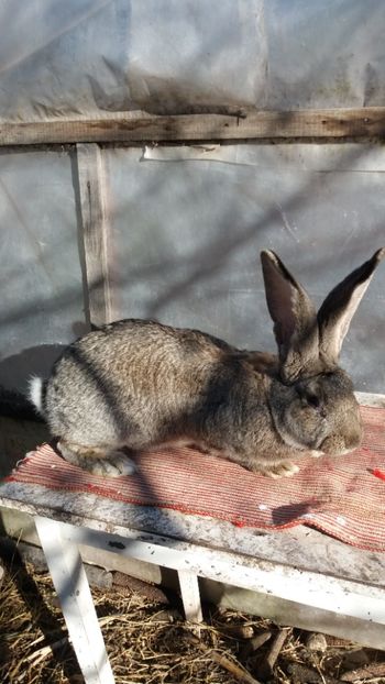 25.12 (5) - Mascul 28 02 2017