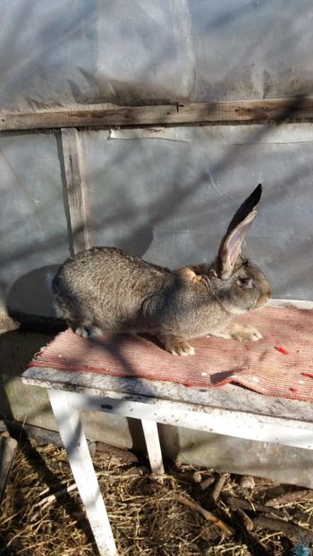 25.12 (6) - Mascul 28 02 2017