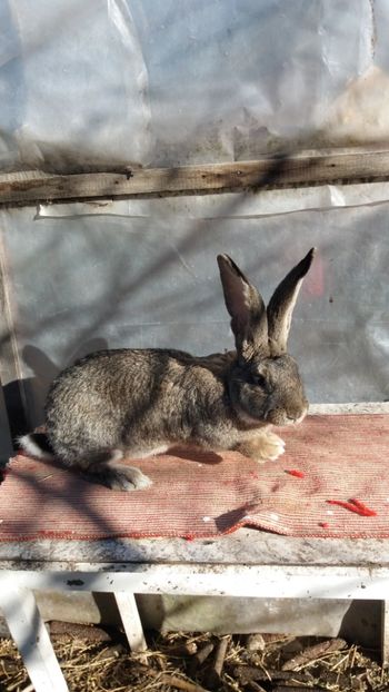 25.12 (7) - Mascul 28 02 2017